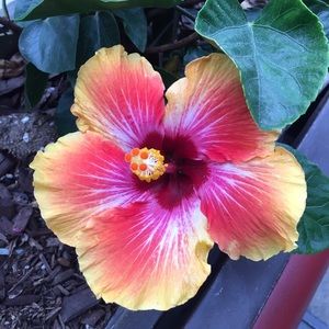 Meet your Posher, Joellyn